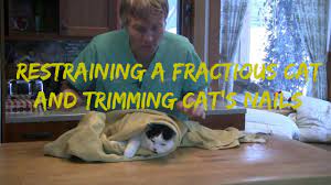 Learning how to clip a cat's claws is one thing, but what if they are fractious and trying to bite you or scratch with their (still sharp) nails?in this #dra. How To Restrain A Fractious Cat And Trim Cat Nails Youtube