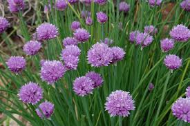 If you think it's edible, chances are good the deer do too, so while there are trees, shrubs and plants that deer do not find palatable, there are no fruit trees deer won't eat. Deer Resistant Herbs Advice From The Herb Lady