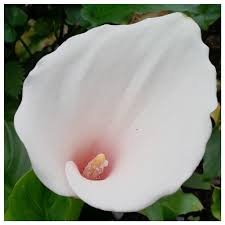 Image result for Zantedeschia aethiopica
