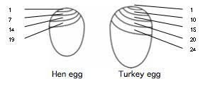 incubation 101 hatching eggs is fun and easy backyard poultry