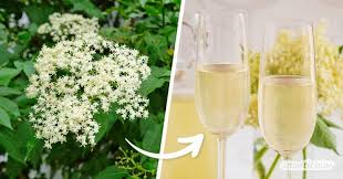 5 Vielseitige Anwendungen Fur Holunder Holunder Holunderbluten Rezepte Sekt