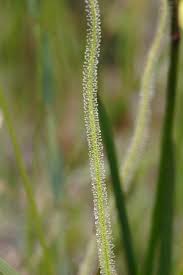 Image result for Secamone filiformis