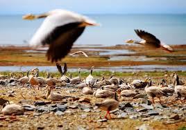 Qinghai Lake And Bird Island Bird Island Places To Travel Qinghai