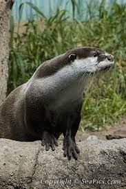 African Clawless Otter Animals Otters Mammals