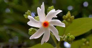 The meaning of these gorgeous flowers varies depending on the hue. Medicinal Use Of Harsingar Night Jasmine Bimbima