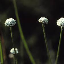 Image result for Eriocaulon mulanjeanum
