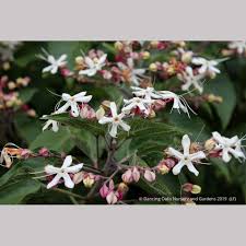 Image result for Clerodendrum buchneri