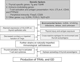 Graves' disease is an autoimmune disease caused by antibodies directed against receptors present in the thyroid cells and. Factors Possibly Contributing To The Etiology Of Graves Disease Gd Download Scientific Diagram