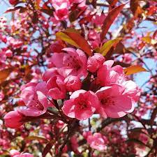 Healthy, mature plants · fedex direct to your home Show Time Crabapple Trees For Sale Fastgrowingtrees Com