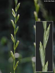 Image result for Lolium