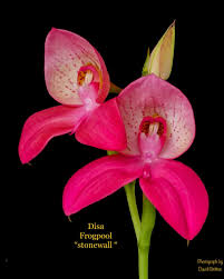 Image result for Disa equestris