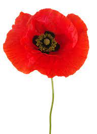 We did not find results for: Poppy Definition And Meaning Collins English Dictionary