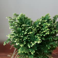 Image result for Selaginella kraussiana