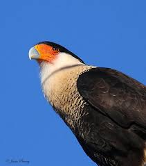 Birds Of Prey Texas Hill Country Crested Caracara Aka Mexican Eagle Country Critters Beautiful Birds Bald Eagle