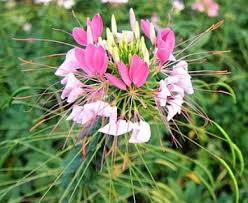 Image result for Cleome houtteana