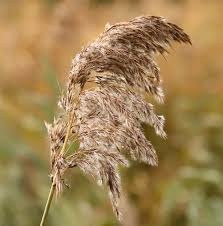 Image result for Phragmites australis