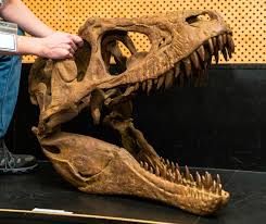 Image result for Oldenlandia goreensis