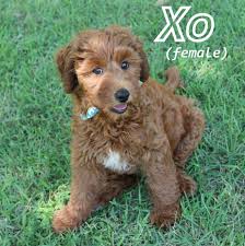 Our puppies are available in the midwest region, indiana, and nationally. Goldendoodle Puppies From Melanie And Farmer Goldendoodle Puppy Goldendoodle Puppies