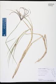 Image result for Cynodon nlemfuensis