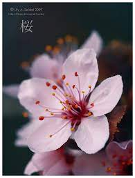 Pin On Flowers Plants 1