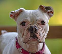 Bis 08.11.2021 ∙ 17:00 uhr. á… Franzosische Bulldoggen Im Tierheim Franzosische Bulldoggen Blog