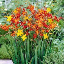 Garten Montbretien Mischung Crocosmia X Crocosmiiflora Sonstige Blumenzwiebeln Von Gartner Potschke Stauden Fruhlingspflanzen Blumen Anbauen