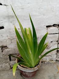 Image result for Neomarica northiana