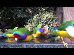 Bird In Bird Bath Video Gouldian Finches Bathing With Their Friends In An Outdoor Planted Aviary I Love This Video Finch Bird Breeds Pet Birds