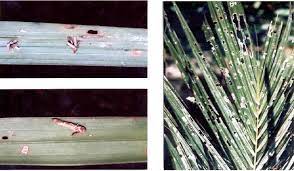 Literature review 2.1 the psychidae 2.2 bagwoms: Figure 2 From Population Assessment And Appropriate Spraying Technique To Control The Bagworm Metisa Plana Walker In North Sumatra And Lampung Semantic Scholar