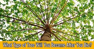 Read more about green burial. What Type Of Tree Will You Become After You Die Quizlady