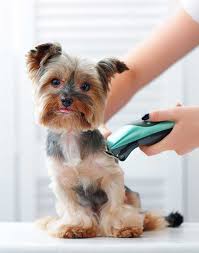 Enroll now & receive two certificates certified pet hygienist & certified pet groomer. Pet Grooming Full Service Groomer Pet Safari Clearwater Fl