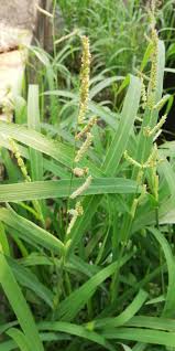 Image result for Blyxa hexandra