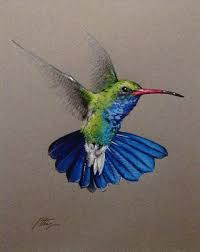We did not find results for: Southwest Plant And Wildlife Hummingbird Art Hummingbird Drawing Color Pencil Art