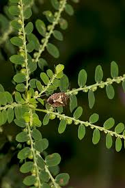 Image result for Phyllanthus udoricola