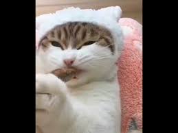 Karadenizli Kedi Hamsi Yiyor Youtube