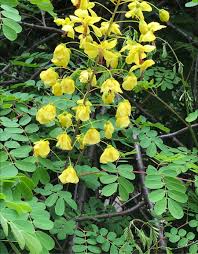 Image result for Caesalpinia decapetala