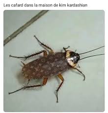 images?q=tbn:ANd9GcSFNZJrzNfTPo6ufLVqd2V