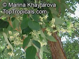 Image result for Dalbergia boehmii