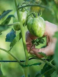 Dies hat gleich mehrere vorteile. Tomaten Ausgeizen Und Pflegen Manufactum Gartenjahr