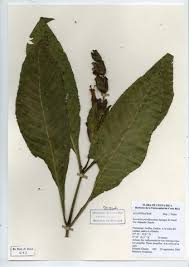 Image result for Sanchezia parvibracteata