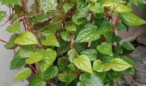 Kandungan tanin dalam daun sirih dapat berfungsi sebagai mempercepat menyumbat pendarahan. Cara Menanam Daun Sirih Agar Berdaun Lebat Terbukti Menjadi Prospek Bisnis Menguntungkan