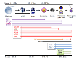 stem cell markers