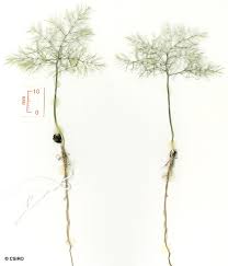 Image result for Asparagus pendulus