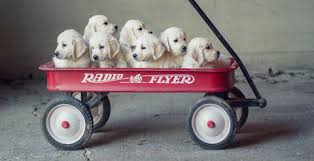 Maybe you would like to learn more about one of these? White Golden Retriever Puppies Available Majestic Manor Goldens Dogs Golden Retriever White Golden Retriever Puppy Puppies