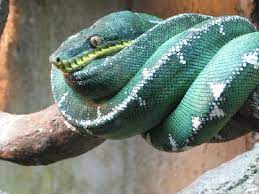 Western green mamba blackthroat monitor lizard cape fear serpentarium. Cape Fear Serpentarium Wilmington Nc Coastalnc Wilmington Com