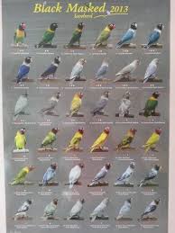 We did not find results for: Fischer Lovebird Mutation Chart Lovebird Mutation Guide Pdf