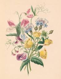 Lauderdale, miami and boca raton metro areas. Frances Sargent Osgood And The Language Of Flowers A 19th Century Literary Genre Of Floriography And Floral Poetry Biodiversity Heritage Library