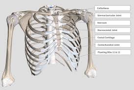 Learn about rib cage anatomy from spinal expert sarah key. Introduction Anatomy Thoracic The Gap Physio