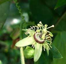 Image result for Passiflora suberosa