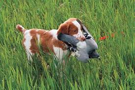 Pin On Dog Training